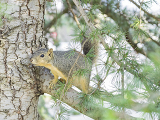 Cute squirrel walking around