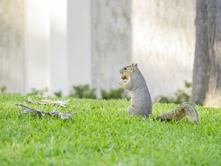 Cute squirrel with nut