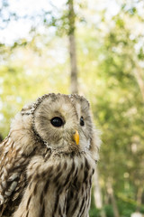 フクロウ