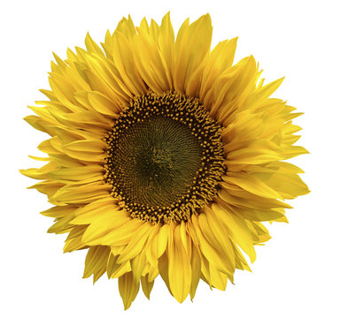 Yellow flower of a sunflower on an isolated white background with clipping path. Closeup. No shadows.  Nature.