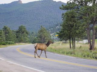 Beautiful Sika Deer Rocky crossing the road at Mountain National Park