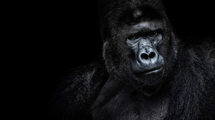 Männlicher Gorilla auf schwarzem Hintergrund, schönes Porträt eines Gorillas. schwerer Silberrücken, menschenähnlicher Affe