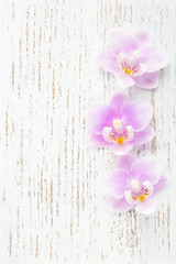 Naklejka na ściany i meble Three light pink orchids on wooden shabby background. Flat lay