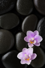 Two  light pink  orchids  lying on wet black stones. Flat lay