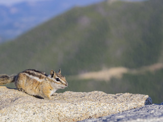 Obraz premium Cute squirrel with nut