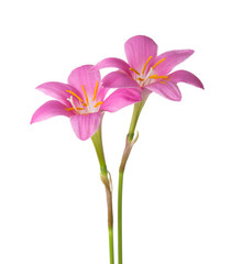 Two pink lilies isolated on a white background. Zephyranthes carinata.