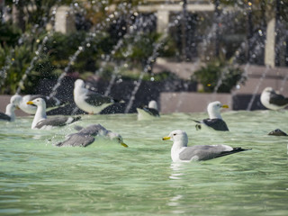Seagull playing in a fountain