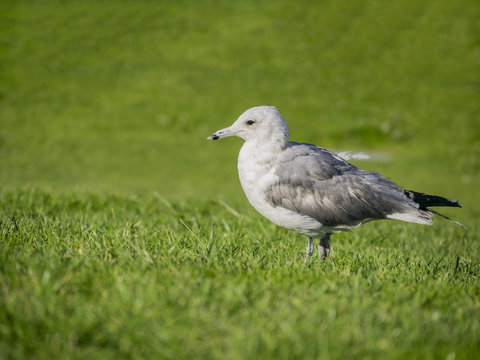 Seagull walking at green grass