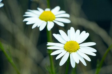Small White and Yellow Flowers