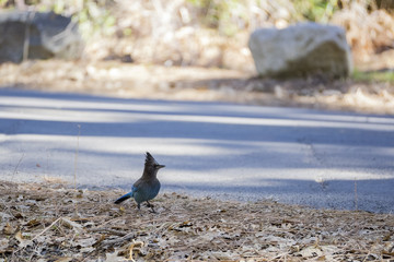Blue jay standing on a road