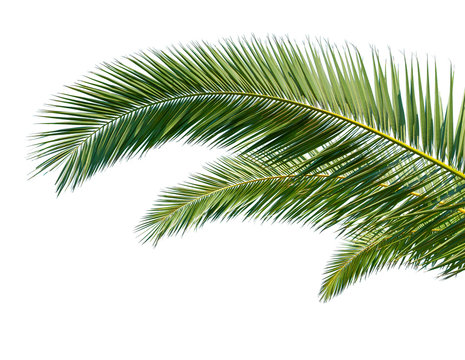 Isolated Palm Leaves on white background.
