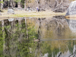 Philippine duck swimming in mirror lake with beautiful reflection