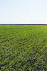 Young green shoots of winter wheat in field on blue sky background