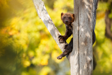 Majestic wolverine hang on a tree in front of the colourful background, great autumn colors,...