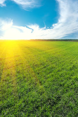 Young green shoots of winter wheat in field on blue sky background