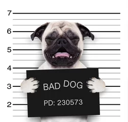 Printed roller blinds Crazy dog mugshot dog at police station