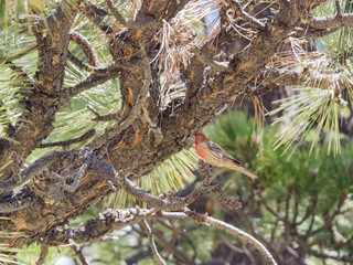 Beautiful male House Finch