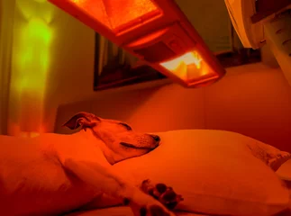 Crédence de cuisine en verre imprimé Chien fou red light therapy dog