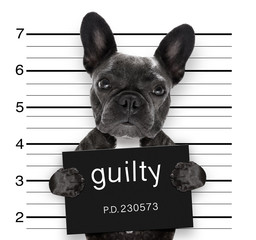mugshot dog at police station