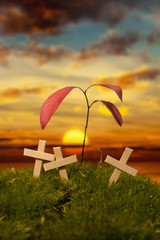 Cmentarz halloween © Magdalena