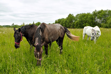 graceful black and white horse in the field