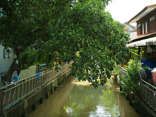 Fototapeta premium Bangkok Thai local canal with riverside wooden and cement houses, housework cleaning equipment leaned on waterside fence, big tree growing, with reflection shadow from water