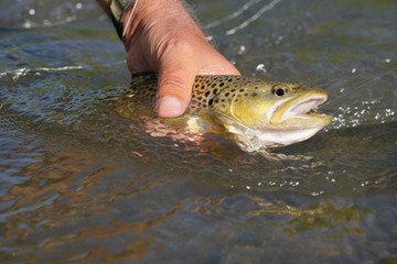 Closeup of brown trout caught in river