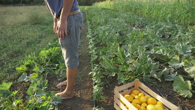 Young farmer going on the field with wooden box of organic bush pumpkin.