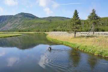 Fly fisherman fishing in Madison river, Yellowstone park