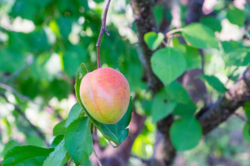 apricot fruit on branch in orchard