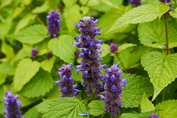 mountain flower mint