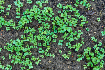 seedlings of radish on the ground