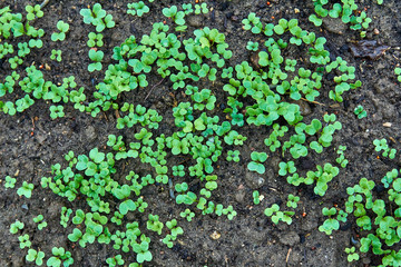 seedlings of radish on the ground