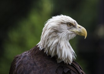 Bald Eagle (Haliaeetus leucocephalus)