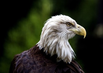 Bald Eagle (Haliaeetus leucocephalus)