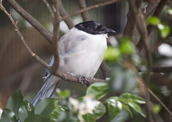Azure-Winged Magpie (Cyanopica cyanus)