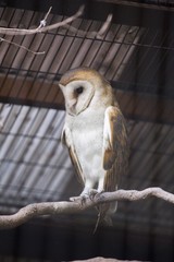 Barn Owl (Tyto alba)