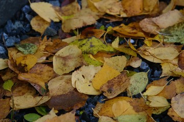 leaves on the ground