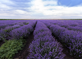 Fototapeta na wymiar Lavender field. Magic Lavender field with blooming lavender in Bulgaria.