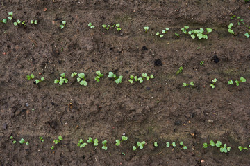 seedlings of radish on the ground