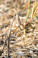 Not collected pods of ripe soybeans after harvest technique.