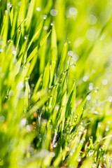 Green grass in the dew on the nature