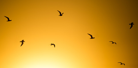 A flock of birds at sunset in nature