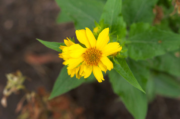 A close-up view of a yellow little flower. Top view