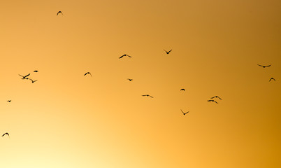 a flock of birds on the golden sunset