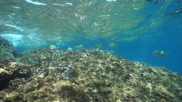 Mediterranean sea fish (mostly white seabream) underwater in the marine reserve of Cerbere Banyuls, Vermilion coast, Pyrenees-Orientales, Roussillon, France, 60fps
