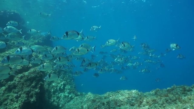 School of fish underwater, common two-banded seabream Diplodus vulgaris, Mediterranean sea, marine reserve of Cerbere Banyuls, Vermilion coast, Pyrenees-Orientales, Roussillon, France, 60fps

