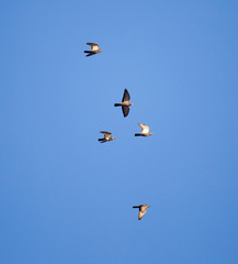 flock of birds of pigeons against blue sky sunset