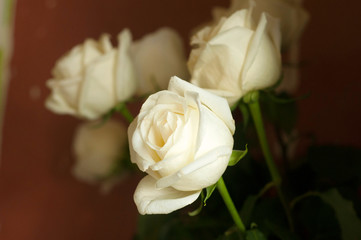 Bouquet of giant white roses. Close-up view