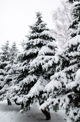 Fir tree covered with the snow